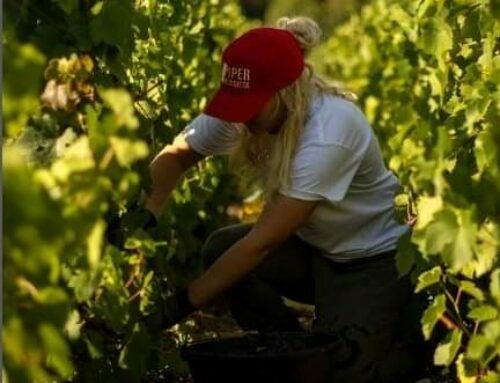 Les Vendanges Solidaires